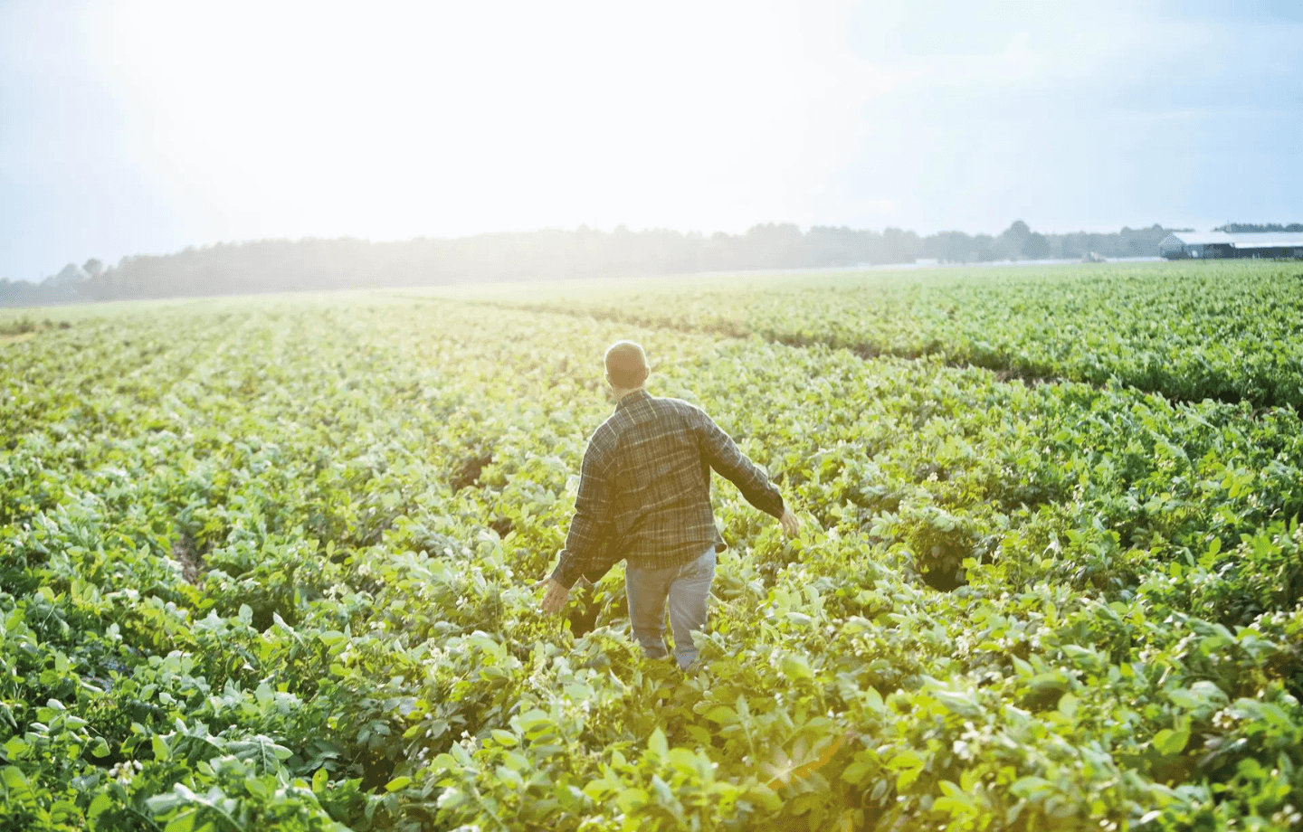 aardappelveld_aviko_duuzaamheid